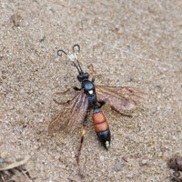 Ichneumon cf confusor